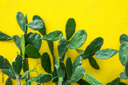 Opuntia Microdasys, cactus in front of a yellow cement wall of a house in Mexico. photo