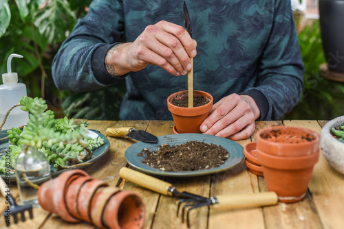 Mann pflanzt Sedum Burrito in einen Tontopf, Gärtnern auf einem Arbeitstisch, Sukkulenten