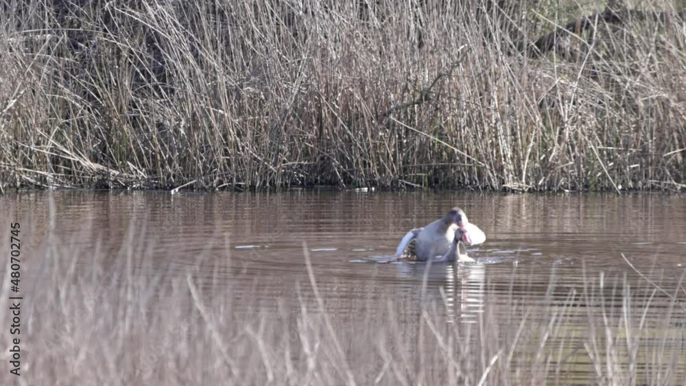 Greylag goose (Anser anser) in mating process. Slow motion 4x Greylag goose (Anser anser) in mating process. Slow motion 4x