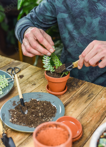 Zimmerpflanzen einpflanzen, Mann pflanzt Sedum Burrito in einen Tontopf, auf einem Arbeitstisch gärtnern, Fetthenne vermehren, Urban Jungle