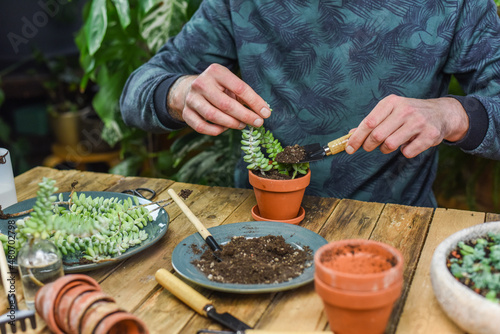 Zimmerpflanzen einpflanzen, Mann pflanzt Sedum Burrito in einen Tontopf, auf einem Arbeitstisch gärtnern, Fetthenne vermehren, Urban Jungle