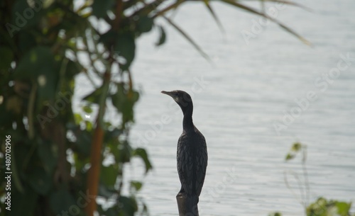 Little Comorant standing on a pole photo