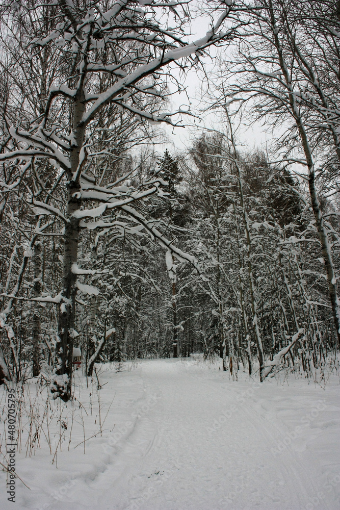 Naklejka premium Country road in the snowy forest