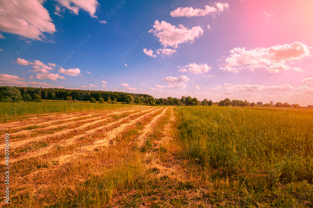 Harvested fields in the evening during sunset