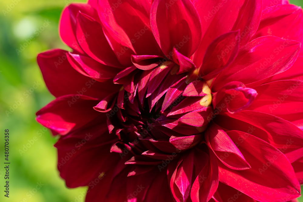 Close up red dahlia blossoming plant on bright sunlight on blurred green background. Seasonal  flowers