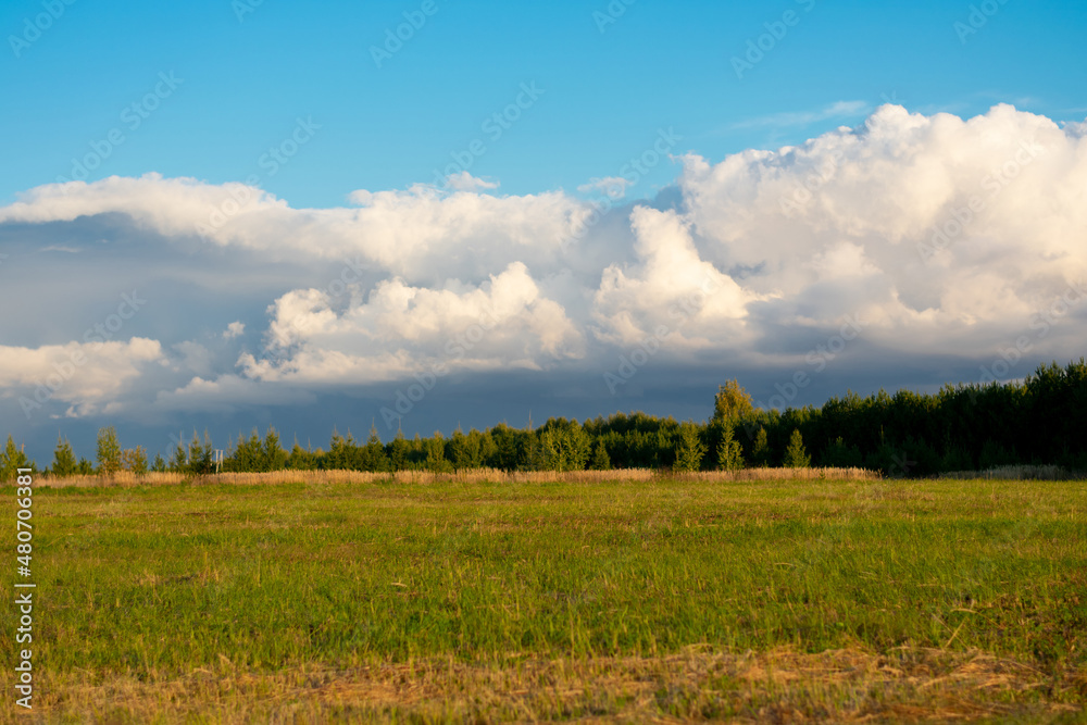 Fototapeta premium Woodland in summertime. Forest landscape in sunny summer day with white clouds.