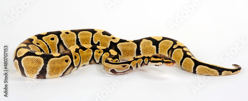 Ball python // Königspython (Python regius) - Desert Ghost colour morph © bennytrapp