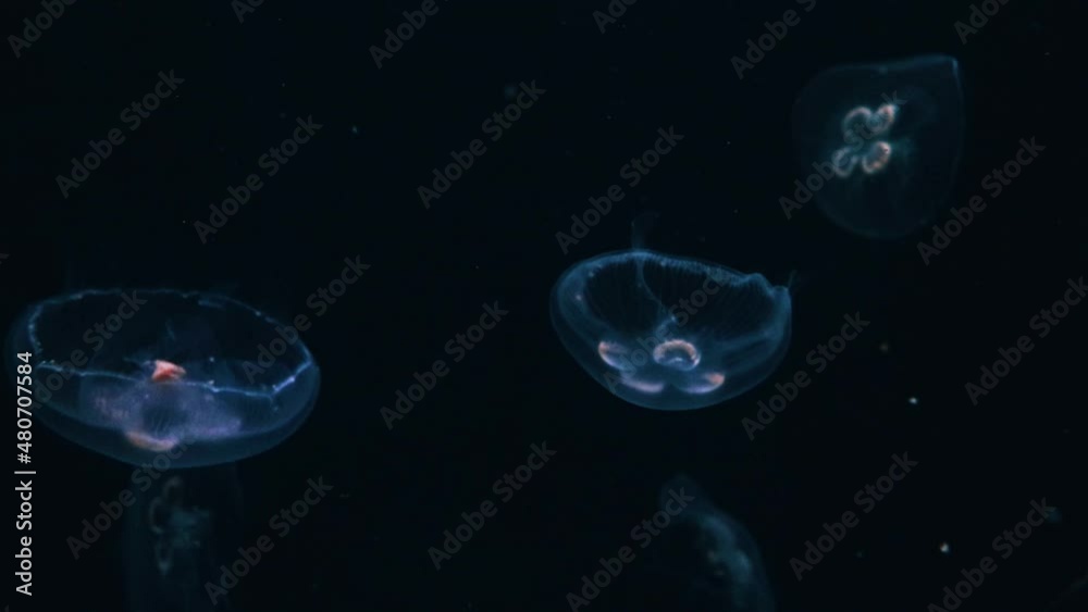 Jellyfish swim in the dark reflected in the neon lights Jellyfish swim in the dark reflected in the neon lights