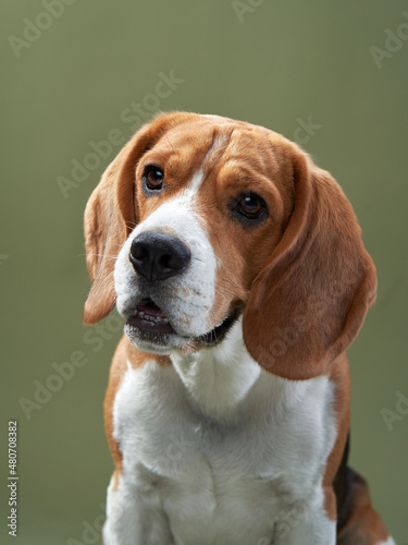 dog portrait on a green background. Funny Beagle in studio, facial expressions
