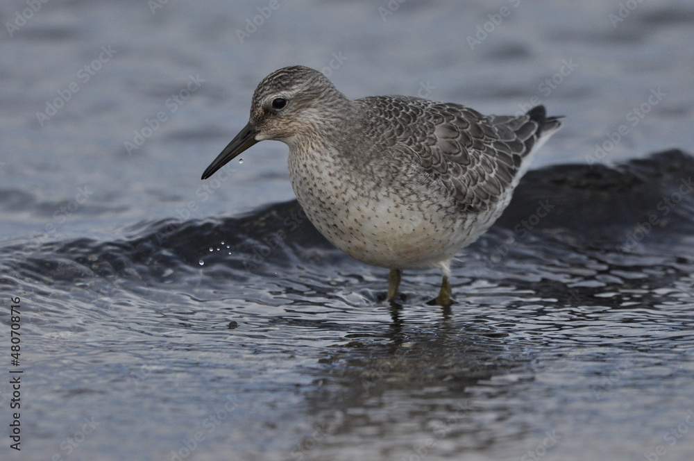 Knot feeding on the sea coast. A young, gray bird gains food during its autumn migration to wintering grounds by the Atlantic Ocean. Knot feeding on the sea coast. A young, gray bird gains food during its autumn migration to wintering grounds by the Atlantic Ocean.
