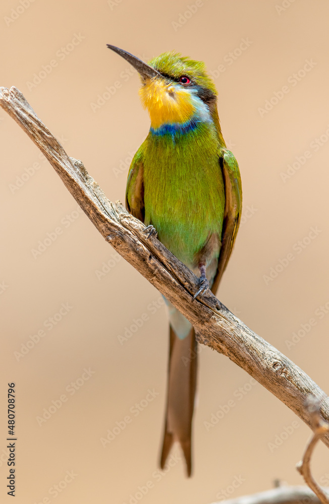 Swallow-Tailed Bee-Eater in the Kgalagadi