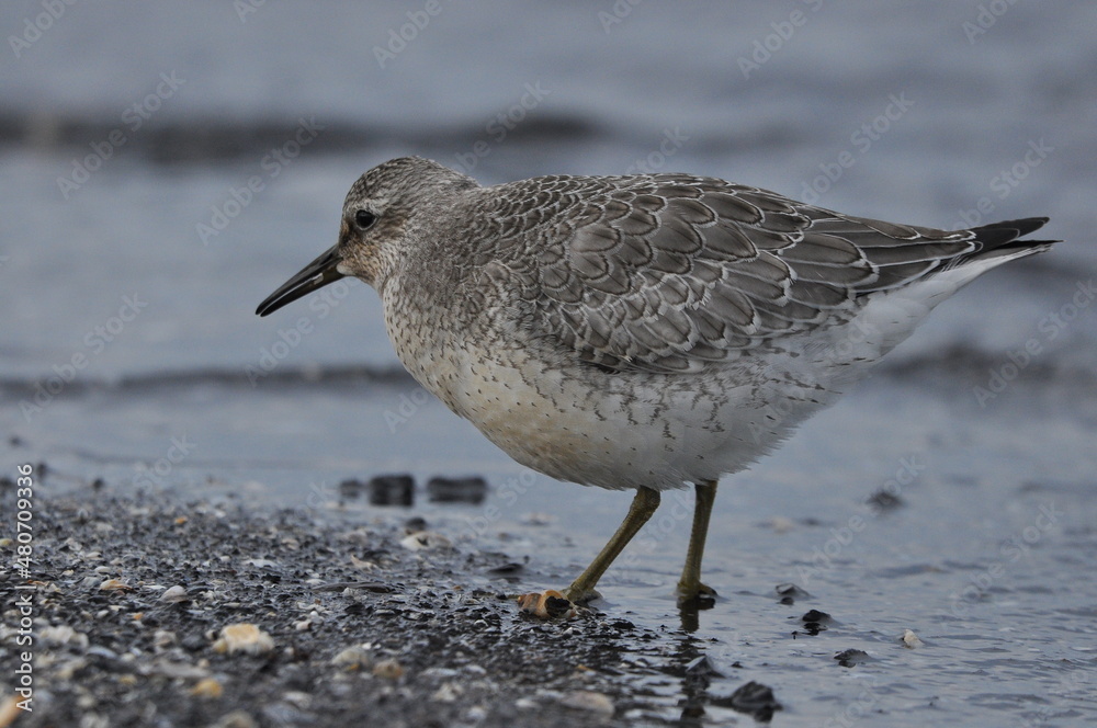 Knot feeding on the sea coast. A young, gray bird gains food during its autumn migration to wintering grounds by the Atlantic Ocean. Knot feeding on the sea coast. A young, gray bird gains food during its autumn migration to wintering grounds by the Atlantic Ocean.