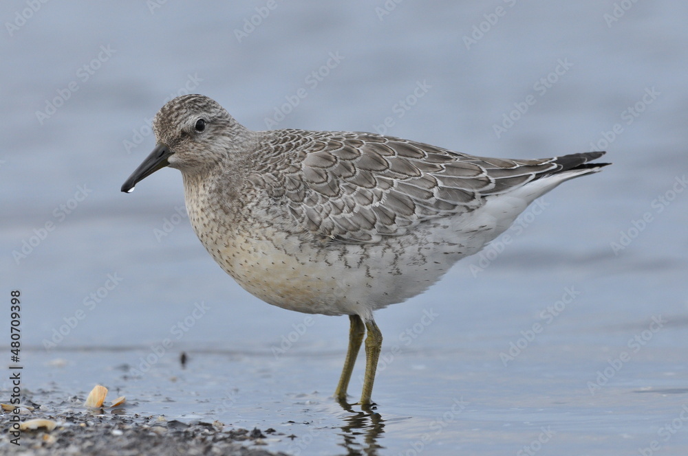 Obraz premium Knot feeding on the sea coast. A young, gray bird gains food during its autumn migration to wintering grounds by the Atlantic Ocean.