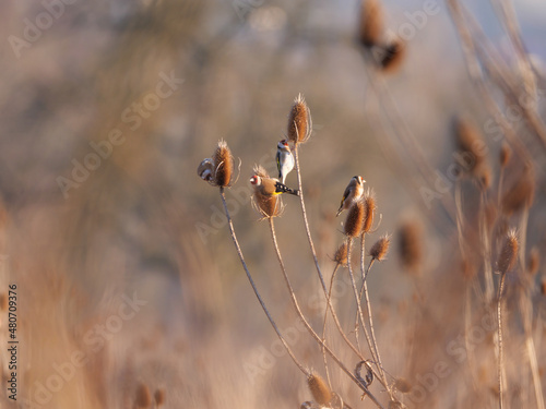 Distelfinken auf Weber-Karden bei tiefem Sonnenstand im Winter photo