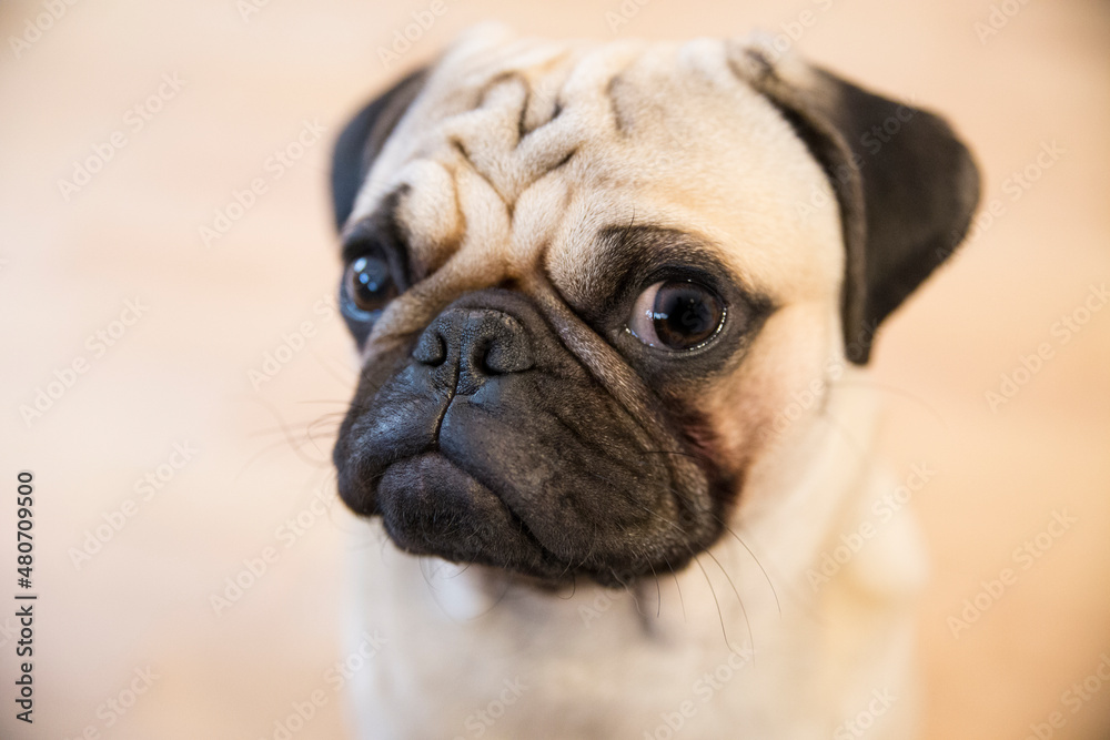 süßer Mops close süßer Mops close