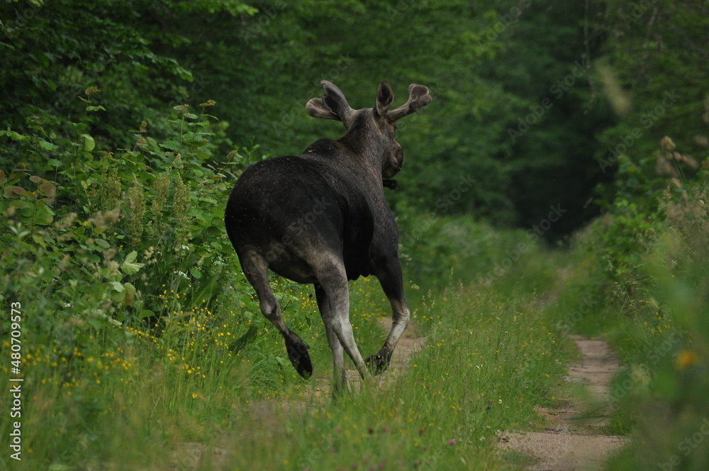 Moose, a large mammal with long legs foraging in the forest Moose, a large mammal with long legs foraging in the forest
