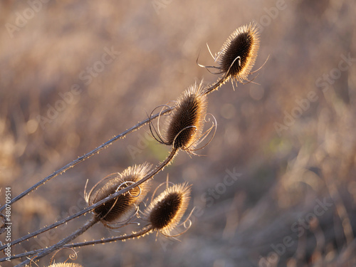 Detail eines Kardenfruchtstands () photo