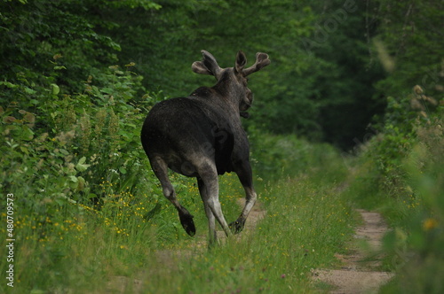 Moose, a large mammal with long legs foraging in the forest © TRINGA