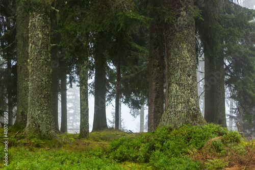 Fototapeta Naklejka Na Ścianę i Meble -  Multiple European spruce trunks in alpine coniferous forest with foggy weather in the background