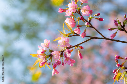 Branch of Prunus Kanzan cherry. Pink double flowers and green leaves in the blue sky background, close up. Prunus serrulata, flowering tree, called as Kwanzan, Sekiyama cherry, Japanese cherry, Sakura photo