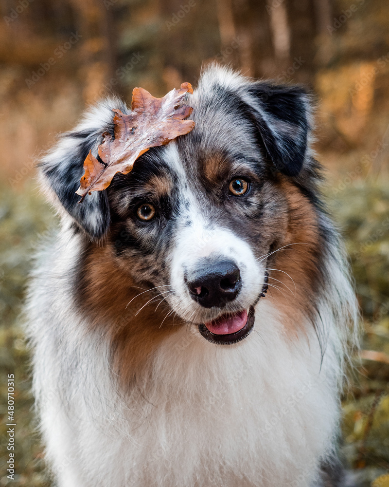 portrait of a dog, autumn portrait of australian shepherd