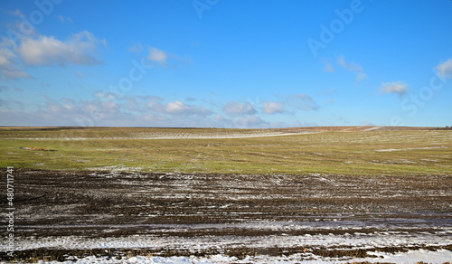 Agriculture. Snow-covered rows of wheat field. Green wheat under the snow.