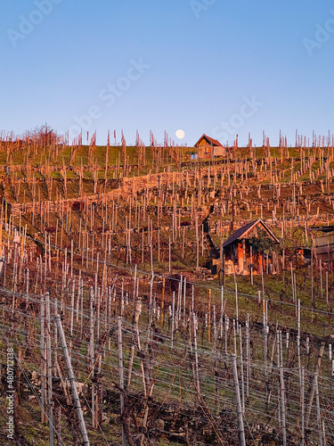 vineyard in winter