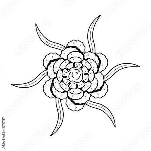 Abstract Hand Drawn Flower Plant Carnation Botanic Floral Nature Bloom Doodle Concept Vector Design Outline Style On White Background Isolated