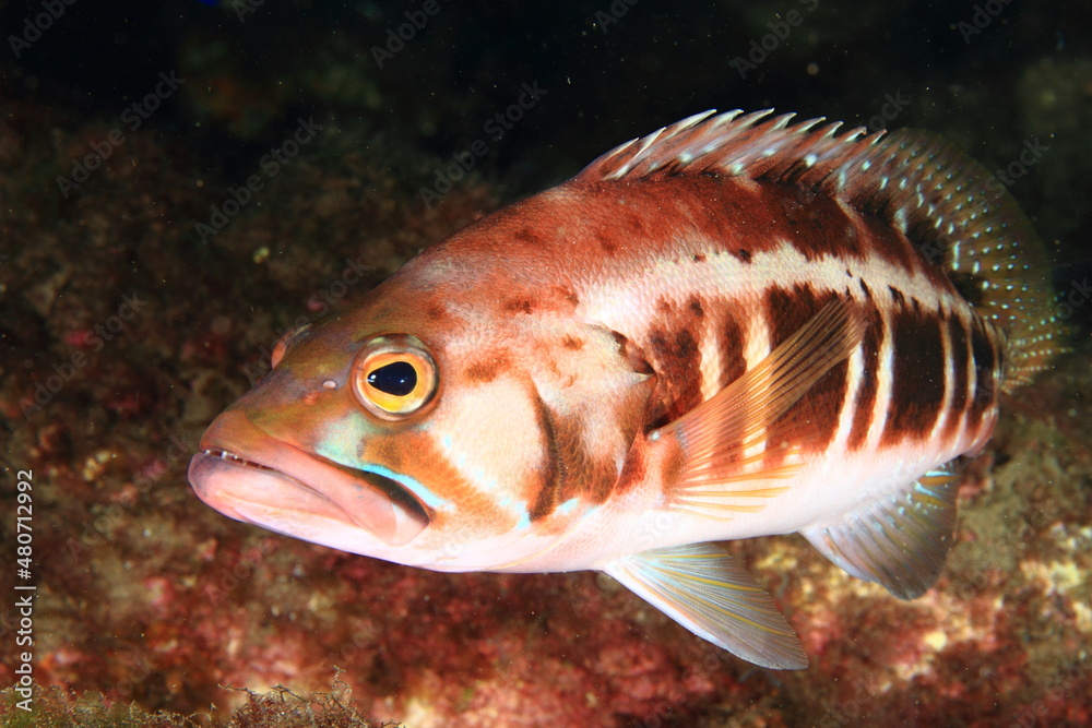 fish with brown and white colours moving in their environment peacefully fish with brown and white colours moving in their environment peacefully