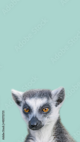 Cover page with portrait of funny ring-tailed Madagascar lemur enjoying summer, close up, details, copy space background. Concept biodiversity and wildlife conservation.