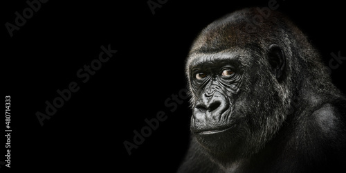 portrait of gorilla on black background