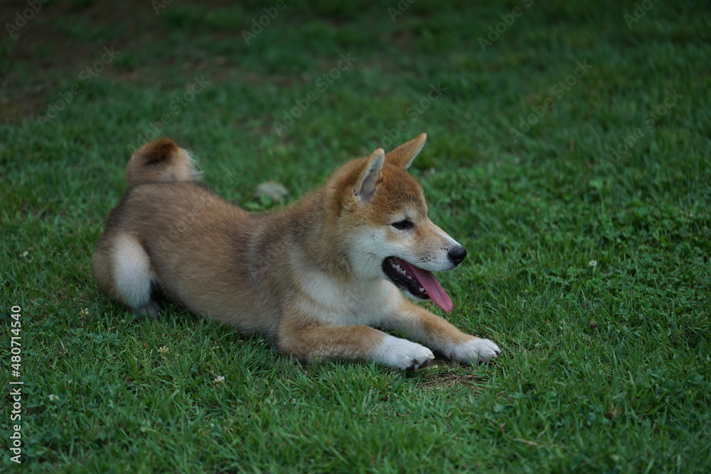 Dogs, Shiba dogs, puppy, pets, cute, mammals, sitting, green, obedient, genealogy, happy, animal. Dogs, Shiba dogs, puppy, pets, cute, mammals, sitting, green, obedient, genealogy, happy, animal.