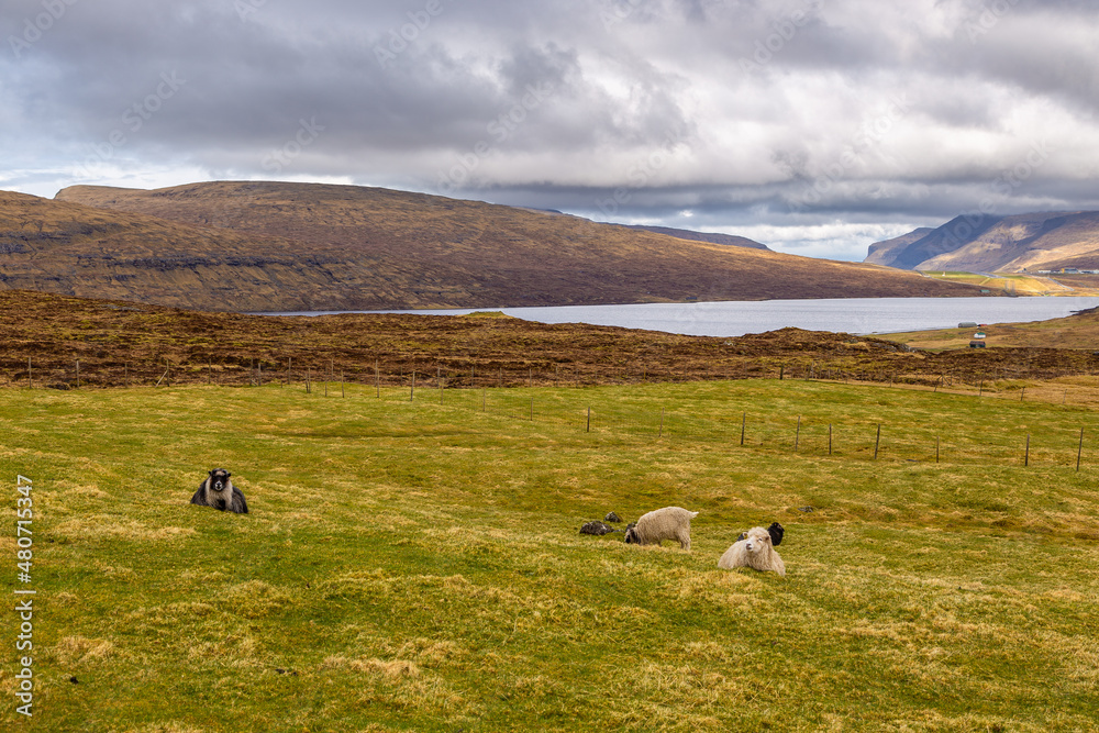 Sheep grazing in a meadow, Sandavagur, Faroe Islands.