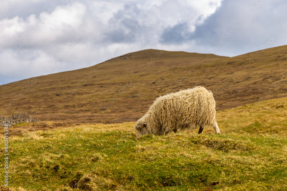 Fototapeta premium Sheep grazing in a meadow, Sandavagur, Faroe Islands.