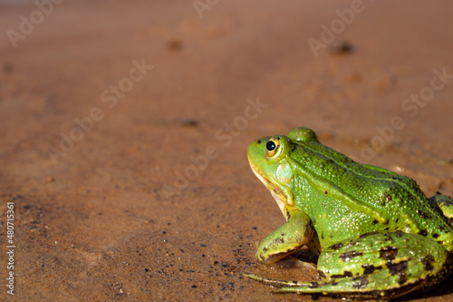 Pond frog (Pelophylax lessonae) - a rare animal of Europe, sitting on the sand near the water, close-up. © Squirrel Zeta