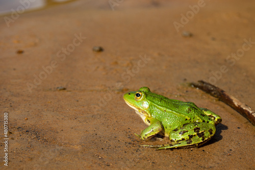 Pond frog (Pelophylax lessonae) - a rare animal of Europe, sitting on the sand near the water, close-up. © Squirrel Zeta