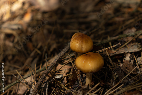 Forest yellow mushrooms in a dry herbal substrate, close-up. © Squirrel Zeta
