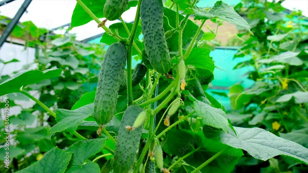 Harvest cucumbers grow in the greenhouse. Selective focus.