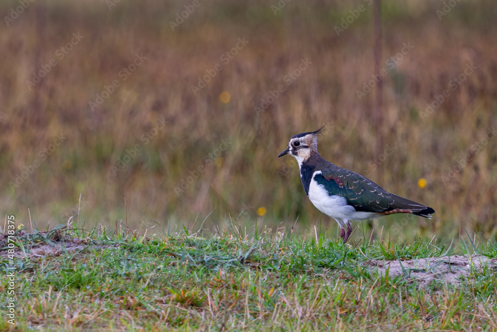 Fototapeta premium Kiebitz auf einem Parkplatz in Westerhever