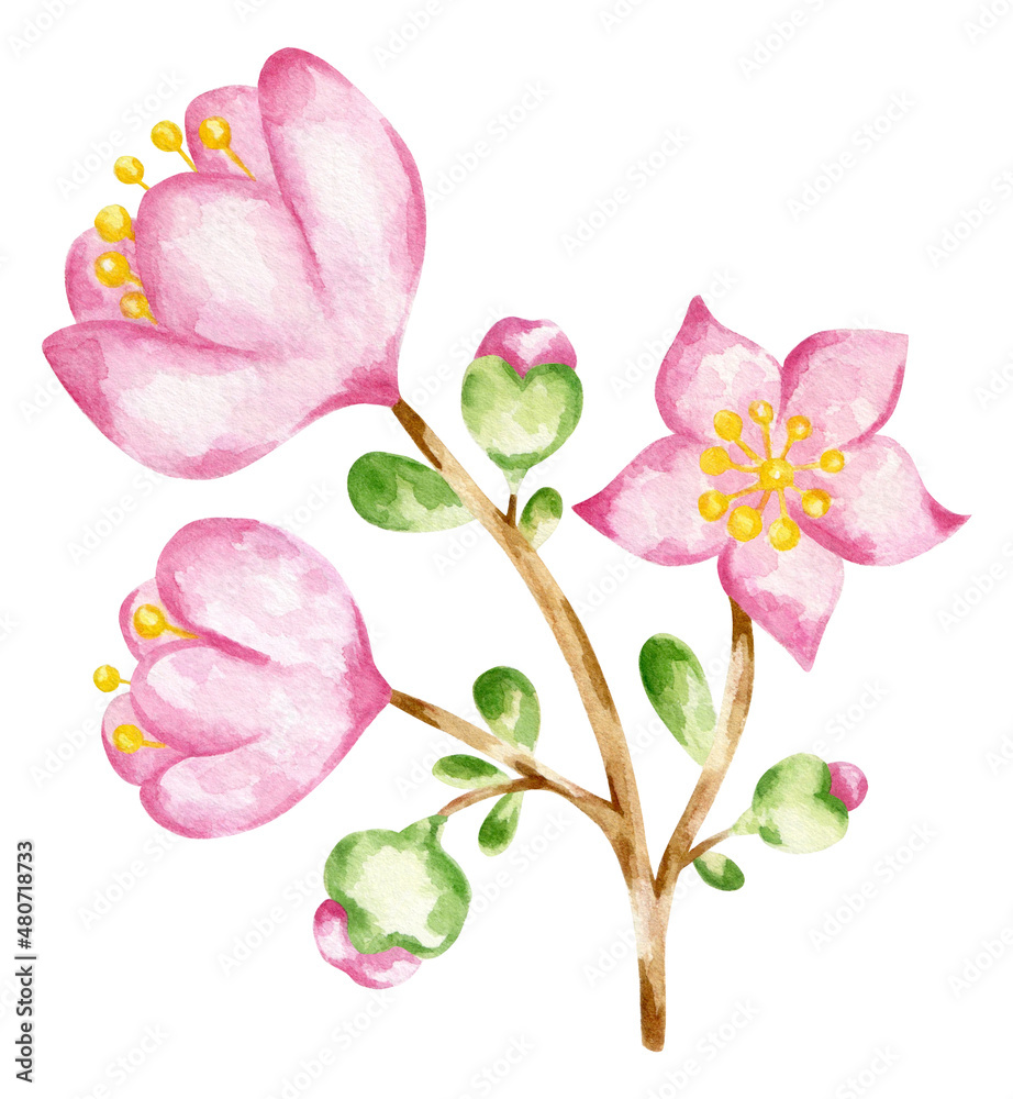 Hand draw watercolor twig of Magnolia  illustration. Spring blooming flowers.