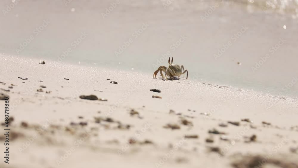Horned ghost crab, Ocypode ceratophthalma Horned ghost crab, Ocypode ceratophthalma