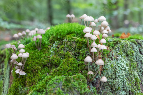 Mycena photo