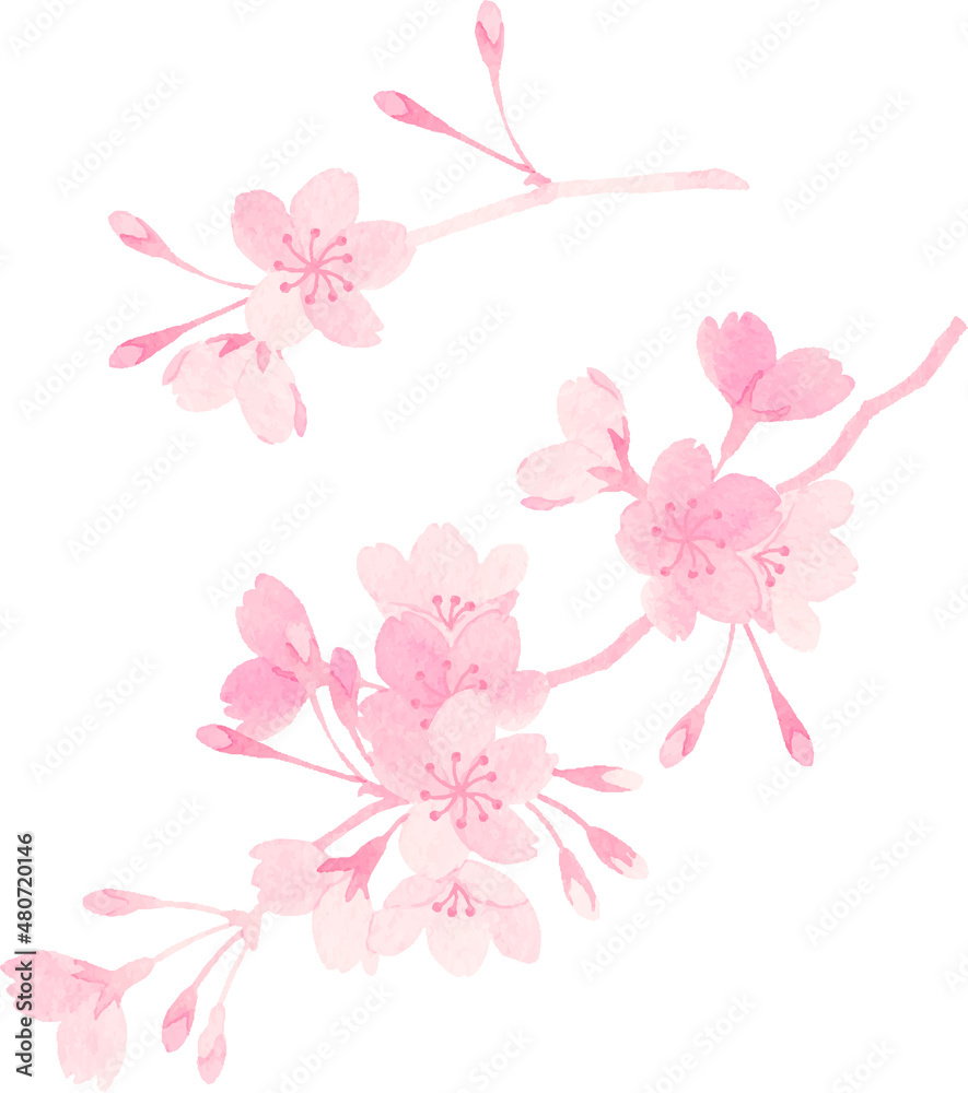 水彩で描いた桜