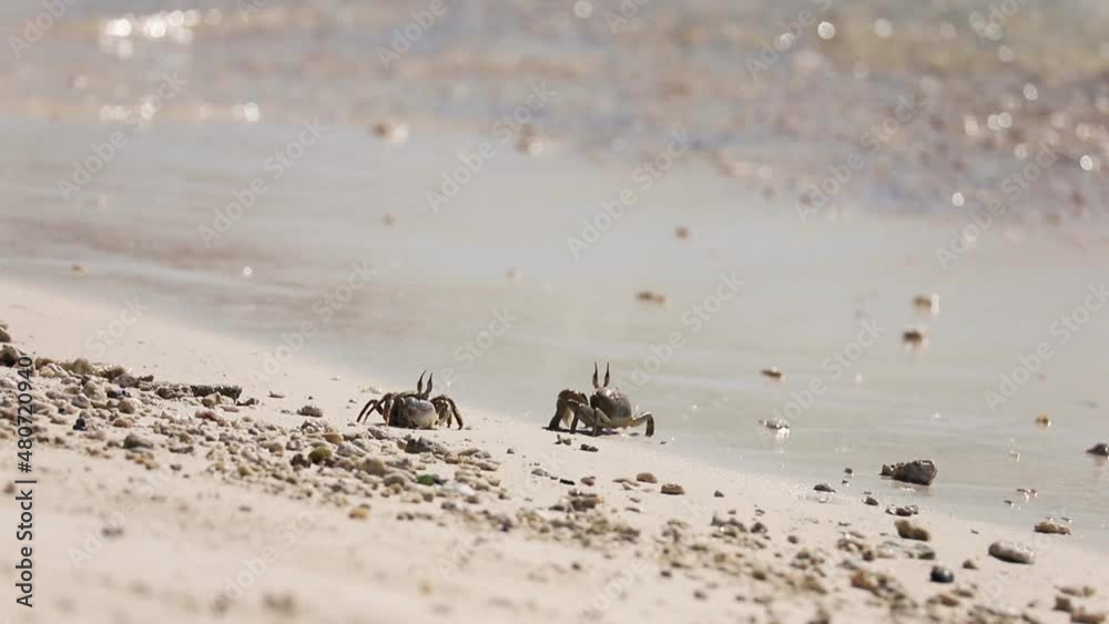 Horned ghost crab, Ocypode ceratophthalma Horned ghost crab, Ocypode ceratophthalma