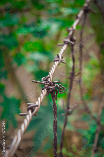 dragonfly on a twig