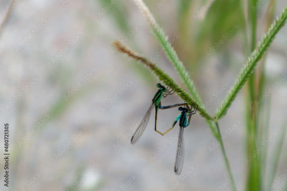 Fototapeta premium macro photo mini dragonfly intimated breed