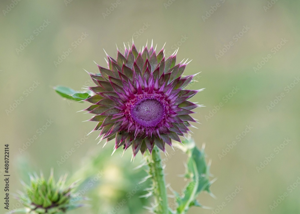 flowers in the garden