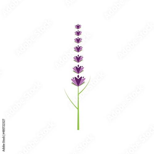 Fresh Lavender flower logo vector flat design