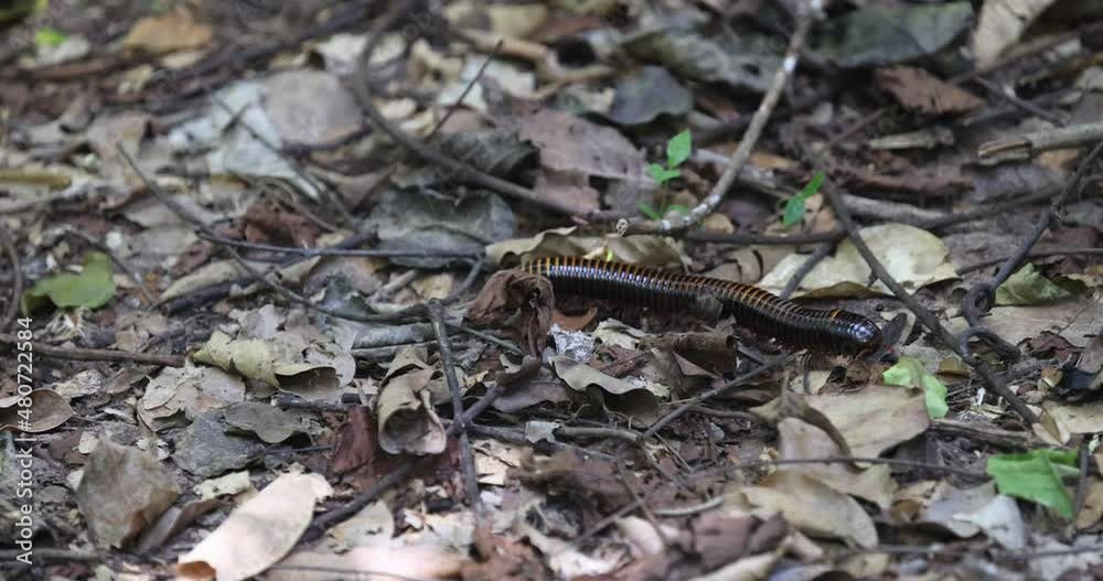 Video Stock African millipede tropical jungle trail Ghana Africa. Giant