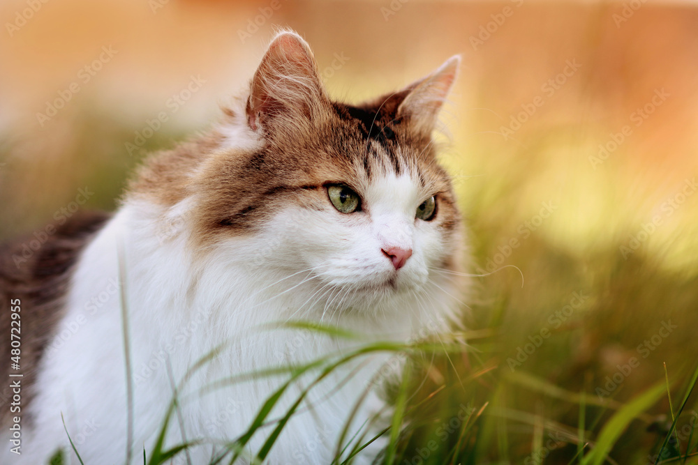 portrait of a fluffy cat in the green grass